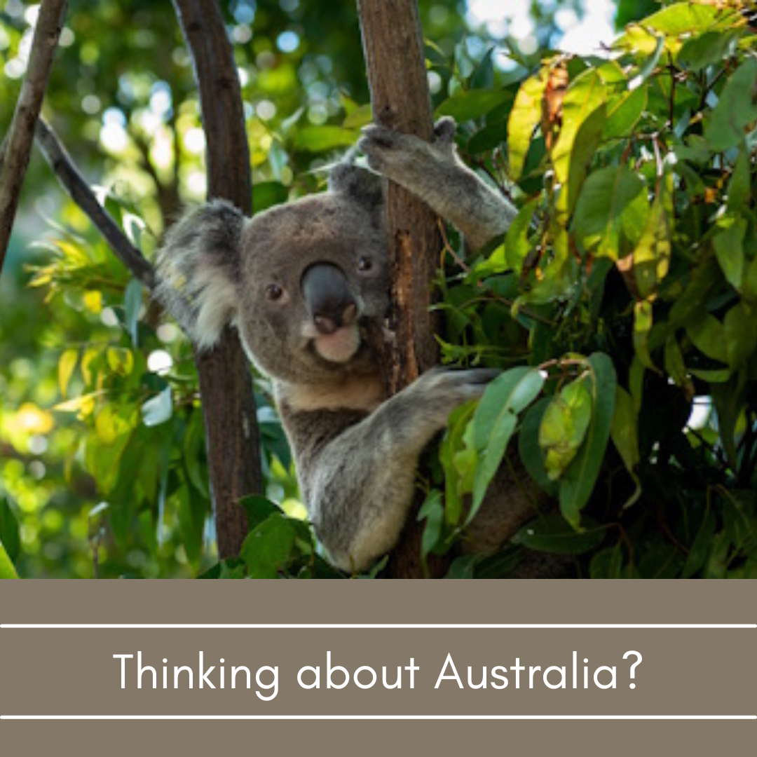 Koala sitting in eucalyptus tree in Australia – explore hospitality opportunities with Hogahero.