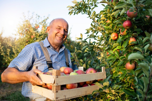 Smiling farmer holding a crate of freshly harvested apples in an orchard, symbolizing farm-to-table hospitality and authentic culinary journeys.