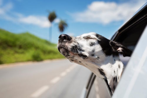 Dog enjoying fresh air with its head out of a car window, symbolizing freedom, travel and the growing demand for pet-friendly hospitality.